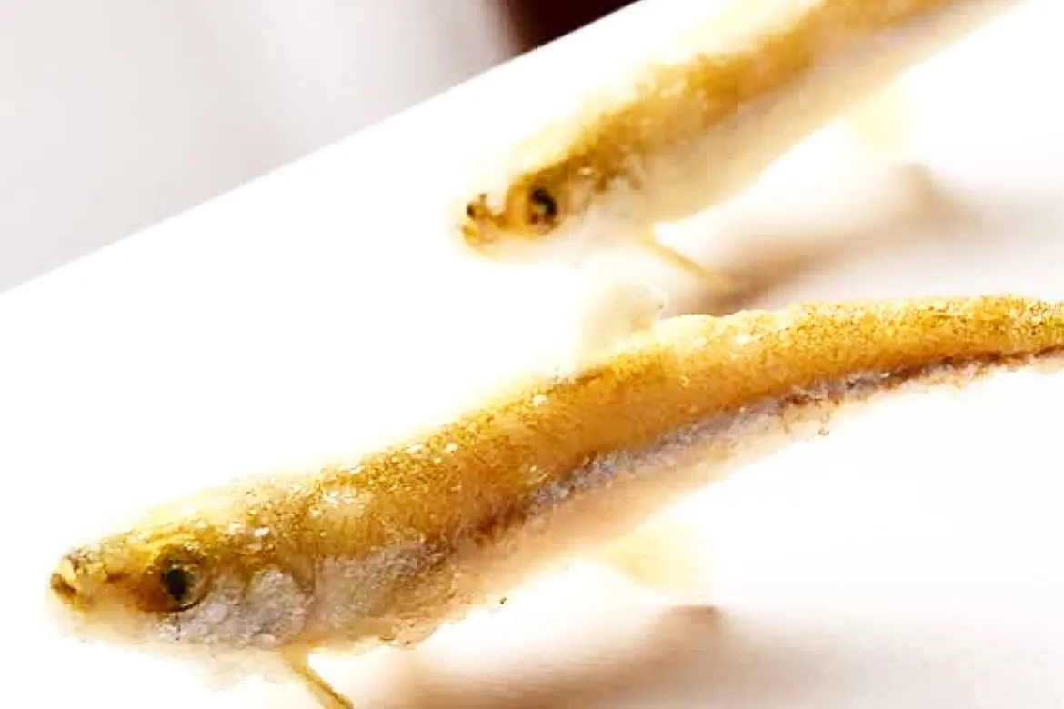 新宿で美味しい天ぷらを楽しみたい方におすすめの天秀では、本日...