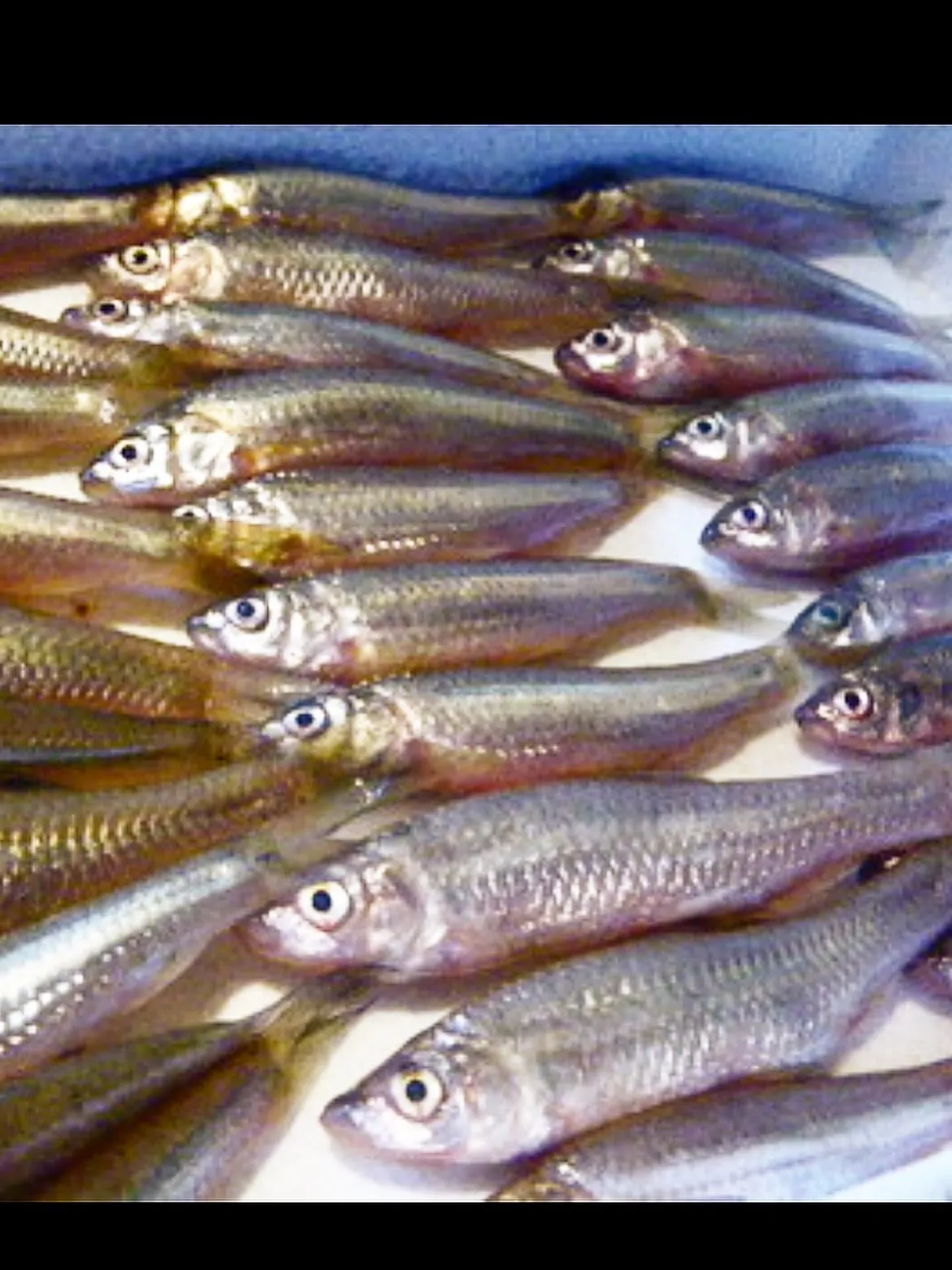 西新宿天ぷら「天秀」です。